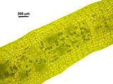Dictyota fasciola8